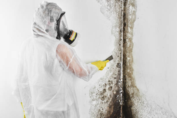 Reliable Grayling, MI Mold Remediation Solutions